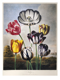 Buy Thornton: Tulips at AllPosters.com