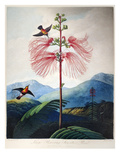 Buy Thornton: Sensitive Plant at AllPosters.com