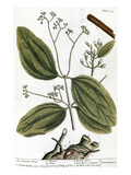 Buy Cinnamon Tree, 1735 at AllPosters.com