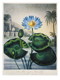Buy Thornton: Water Lily at AllPosters.com