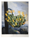 Buy Thornton: Aloe at AllPosters.com