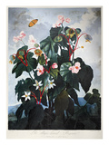 Buy Thornton: Begonia at AllPosters.com