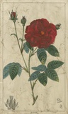 Buy Embellished Crimson Bloom III at AllPosters.com