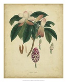 Buy Engelmann Botanical I at AllPosters.com