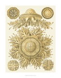 Buy Sophisticated Sealife I at AllPosters.com