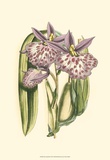 Lilac Orchid II
