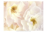 Buy Rose Blush at AllPosters.com