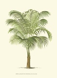 Coastal Palm III