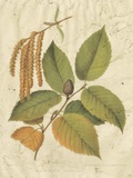 Buy Antique Black Birch at AllPosters.com