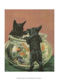 Terrier Trouble VI
