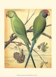 Cassell's Parrots III