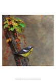 Magnolia Warbler