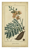 Buy Vintage Turpin Botanical VI at AllPosters.com