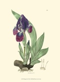 Buy Elegant Iris I at AllPosters.com
