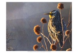 Meadowlark