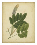 Buy Engelmann Botanical III at AllPosters.com