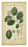 Buy Vintage Turpin Botanical III at AllPosters.com