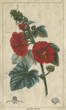 Buy Embellished Crimson Bloom IV at AllPosters.com