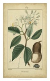 Buy Vintage Turpin Botanical I at AllPosters.com