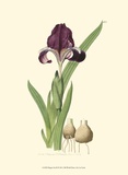 Buy Elegant Iris III at AllPosters.com