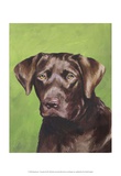 Dog Portrait, Chocolate