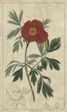 Buy Embellished Crimson Bloom I at AllPosters.com