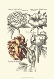 Tinted Floral I