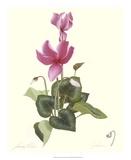 Cyclamen
