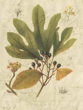 Buy Antique Sassafras at AllPosters.com