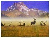 Buy Bull Elk at AllPosters.com