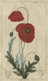 Buy Embellished Crimson Bloom II at AllPosters.com