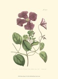 Buy Mauve Beauty VI at AllPosters.com