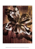 Buy Bronze Parrot Tulip I at AllPosters.com
