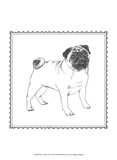 Best in Show VII