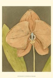 Orchid and Earth IV