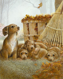 Autumn Playtime