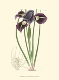 Buy Elegant Iris II at AllPosters.com