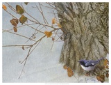 Late Snow Warbler