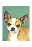 Dog Portrait, Chihuahua