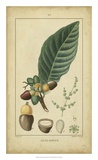 Buy Vintage Turpin Botanical IV at AllPosters.com