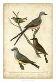 Wilson's Flycatcher