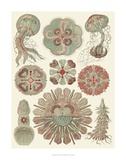 Buy Sophisticated Sealife IV at AllPosters.com