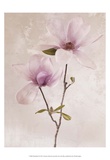 Buy Tulip Blush II at AllPosters.com