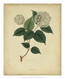 Buy Engelmann Botanical VI at AllPosters.com
