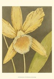 Orchid and Earth I