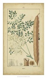 Buy Vintage Turpin Botanical V at AllPosters.com