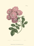 Buy Mauve Beauty V at AllPosters.com