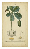 Buy Vintage Turpin Botanical II at AllPosters.com