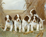 Belle's Pups
