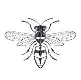 Wasp Art Print